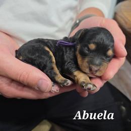 Abuela - Tri-color female Bernedoodle puppy in Blackfoot, Idaho from Draper Mountain Doodles