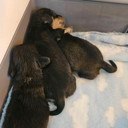 Sable male - Sable male Dachshund puppy in Belle Rive, Illinois from Akin's Miniature Dachshunds, LLC