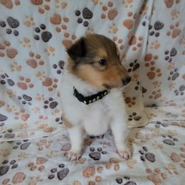 Black - Sable female Collie puppy in Kalispell, Montana from Boorman Mountain Kennel