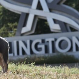 French Bulldogs from Narco Frenchies