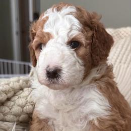 Daffodil - Red female Bernedoodle puppy in Mint Hill, North Carolina from Ball-Y-Hoo Bernedoodles