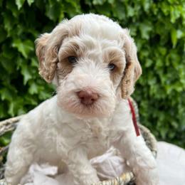 Woodstock - Caramel male Australian Labradoodle puppy in Atascadero, California from Classic Poodles and Doodles