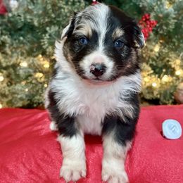 Margo - Blue merle female Australian Shepherd puppy in Preston, Idaho from KC Bar Ranch Aussies
