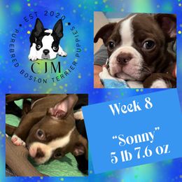 Sonny - Black and white male Boston Terrier puppy in Jupiter, Florida from CJM Boston and Boxer Puppies