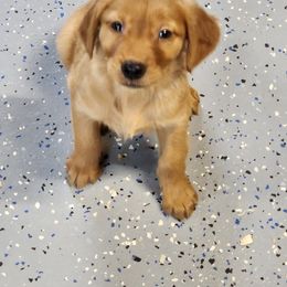 Golden Retriever and Labrador Retriever Puppies from OK GunDogs
