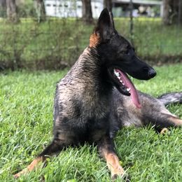 Lexie - German Shepherd