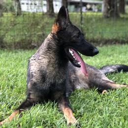 Lexie - German Shepherd