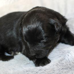 Cherry - Black and white female Aussiedoodle puppy in Stokesdale, North Carolina from His and Hers Poodles and Doodles