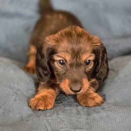 Girl 3 - Red female Dachshund puppy in Lucedale, Mississippi from Marilyn's Dachshunds