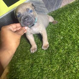 Blue boy - Gray and fawn male Cane Corso puppy in Saluda, South Carolina from Brooks Imperial Corso