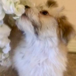Coton de Tulear Puppies from Catawba Cotons