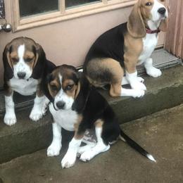 Beagle Puppies from Beech Grove Beagles