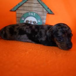 Gus - Dapple male Dachshund puppy in Quemado, New Mexico from TNT Dachshunds