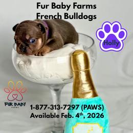 Girl 4 - Blue female French Bulldog puppy in Michigan from Fur Baby Farms