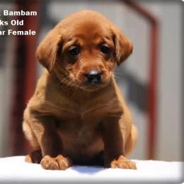 Teal Collar Female - Yellow female Labrador Retriever puppy in Huntington, Texas from Soggy Bottom Retrievers