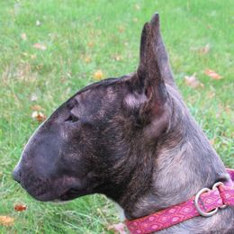 Miniature Bull Terriers from Hellion MBTs