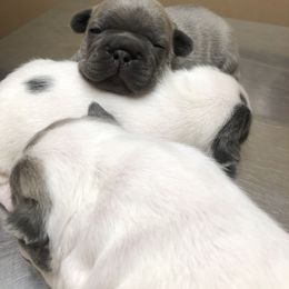 French Bulldog Puppies from French Blu’s