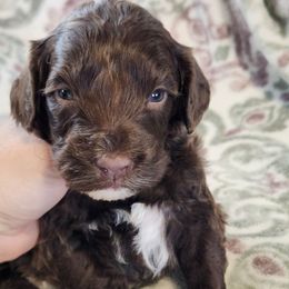 Rosey - Brown and white female Portuguese Water Dog puppy in Narvon, Pennsylvania from Prized Family Porties