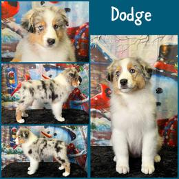 Boy 4 - Australian Shepherd puppy from Northwest Rainbow Aussies and Golden Retrievers
