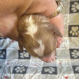 Girl 2 - Red female Cavapoo puppy in Cottondale, Florida from Pat’s precious puppies