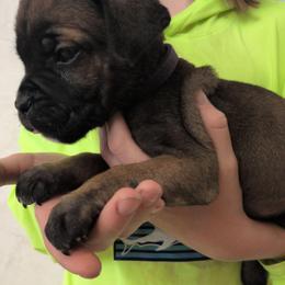 Purple collar: Magnolia - Black brindle female Cane Corso puppy in Franktown, Colorado from Earth and Ship Cane Corso
