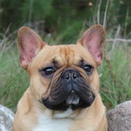 Neo - French Bulldog