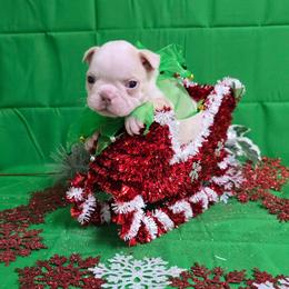 Lilac Cream Boy - Seal and white male Boston Terrier puppy in Corsicana, Texas from JT Bostons