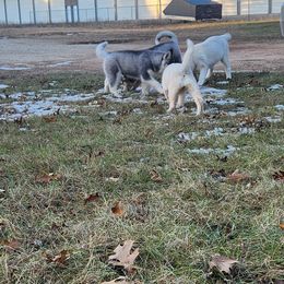 Siberian Husky Puppies from Spirit of the Moon Siberians