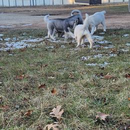 Siberian Husky Puppies from Spirit of the Moon Siberians