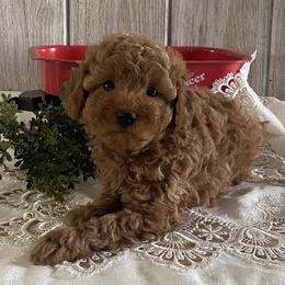Matcha - Red  male Poodle puppy in Lagrange, Indiana from Heavn Sent Acres