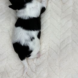 Girl 2 - Black and white female Havanese puppy in Elkins, Arkansas from Havana Knights Havanese
