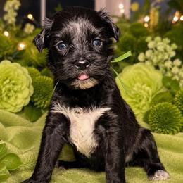 Clover - Black female Miniature Schnauzer puppy in Magalia, California from NorCal Schnauzers