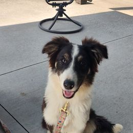 Border Collie Puppies from Bond Border Collies