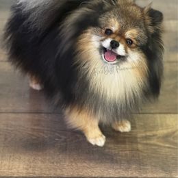 Wally - Pomeranian