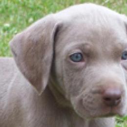 Weimaraners from Weimaraners of South Carolina