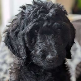 Pink Girl - Black Goldendoodle puppy in Olympia, Washington from Sinclairdoodles