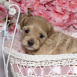 Maltese and Maltipoo Puppies from Chez Lexi Kennels