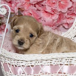 Maltese and Maltipoo Puppies from Chez Lexi Kennels