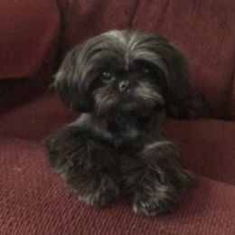 Noel - Shih Tzu