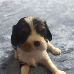 Monty - Tri-color male Cavalier King Charles Spaniel puppy in Pennsylvania from Julie's Cavalier King Charles Spaniels