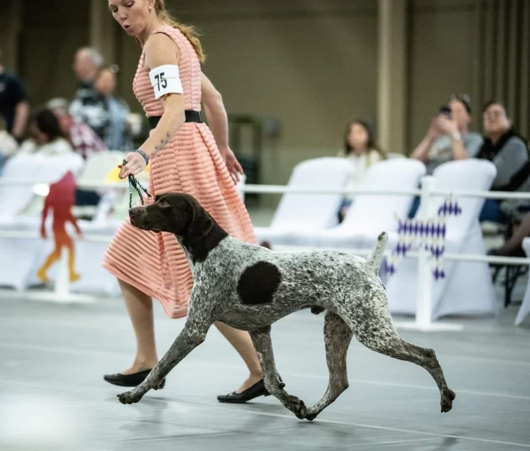 Monticello Kennels in Texas | German Shorthaired Pointer and Golden ...