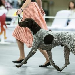 German Shorthaired Pointers and Golden Retrievers from Monticello Kennels