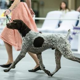 German Shorthaired Pointers and Golden Retrievers from Monticello Kennels