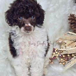 Harvard - Brown female Poodle puppy in Cleveland, Georgia from Jam's Doodles And Poodles