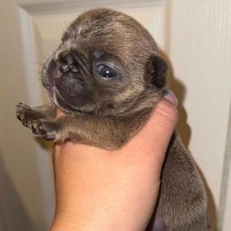 Boy 1 - Blue male French Bulldog puppy in Pennsylvania from R & C French Bulldogs