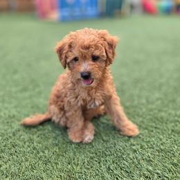 Drew - Red  male Goldendoodle puppy in Leander, Texas from Doodle Doula