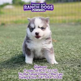 Glamour - Blue female Pomsky puppy in Humeston, Iowa from M.A.R. Dogs