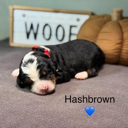 Hashbrown - Tri-color male Bernedoodle puppy in El Campo, Texas from Little Fur Friends Bernedoodles