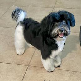 Havanese puppies from Curly Que Standard Poodles and Havanese
