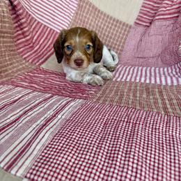 Odie - Piebald male Dachshund puppy in Aurora, Missouri from Baker Farms